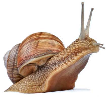 Snail madness