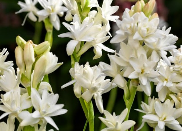 Jo Malone London Tuberose Angelica and Velvet Rose & Oud Candle